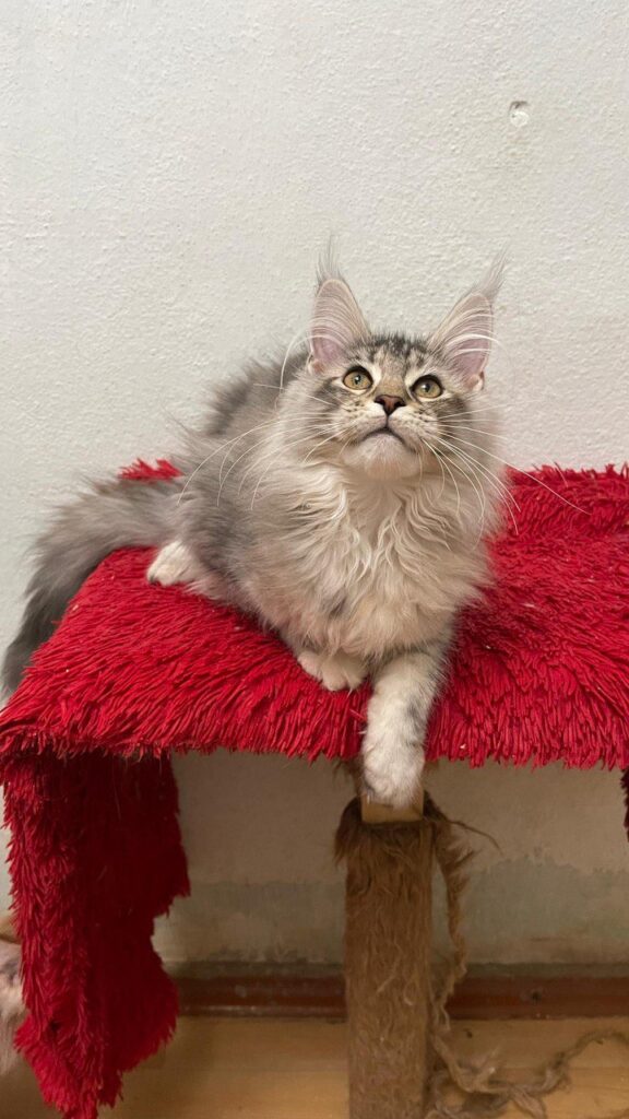 Ellen - Female Maine Coon Silver 4 Months Old