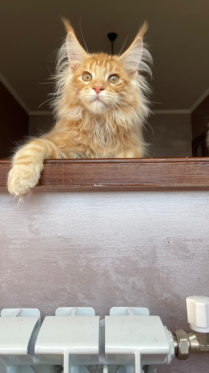 Dennis – Male Maine Coon Kitten Orange 4 Months Old