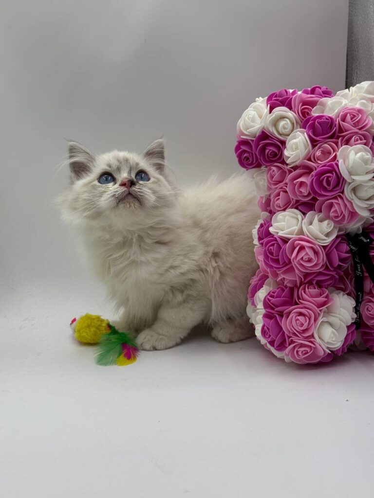 Chanel - Female Ragdoll 3 Months Old