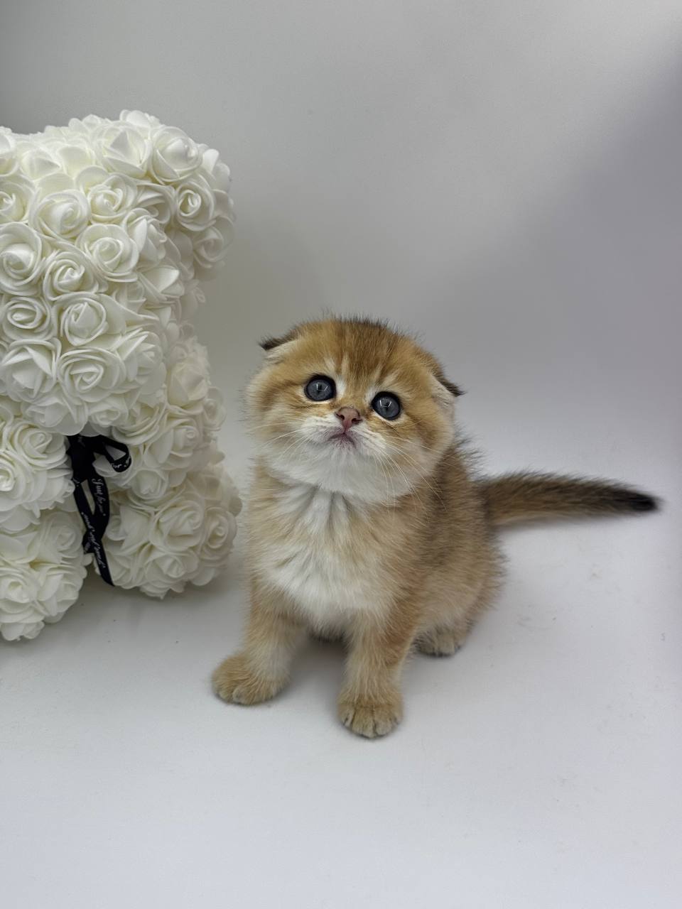 David – Scottish Fold Gold Male 2.5 Months Old