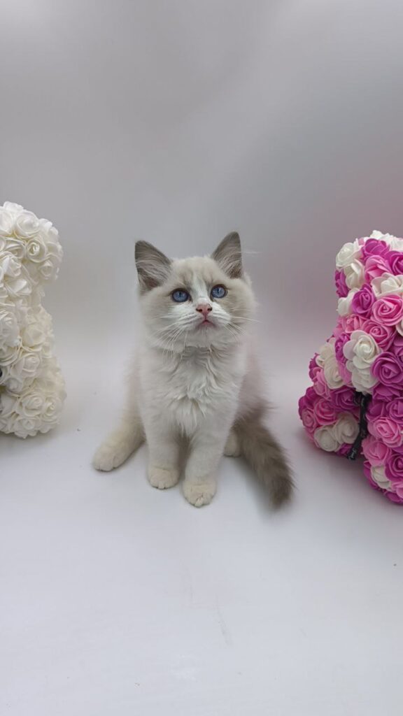 Celine - Ragdoll Female 2.5 Months Old