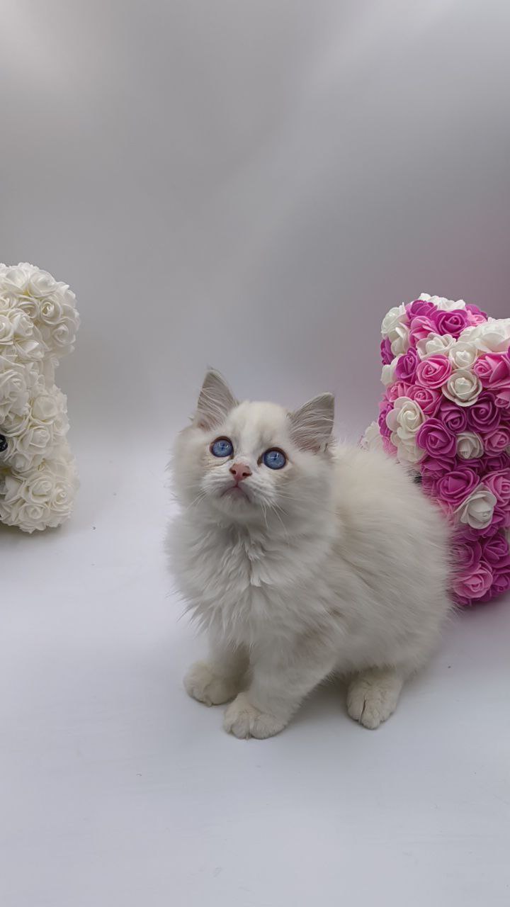 Kerry – Ragdoll Male 2.5 Months Old