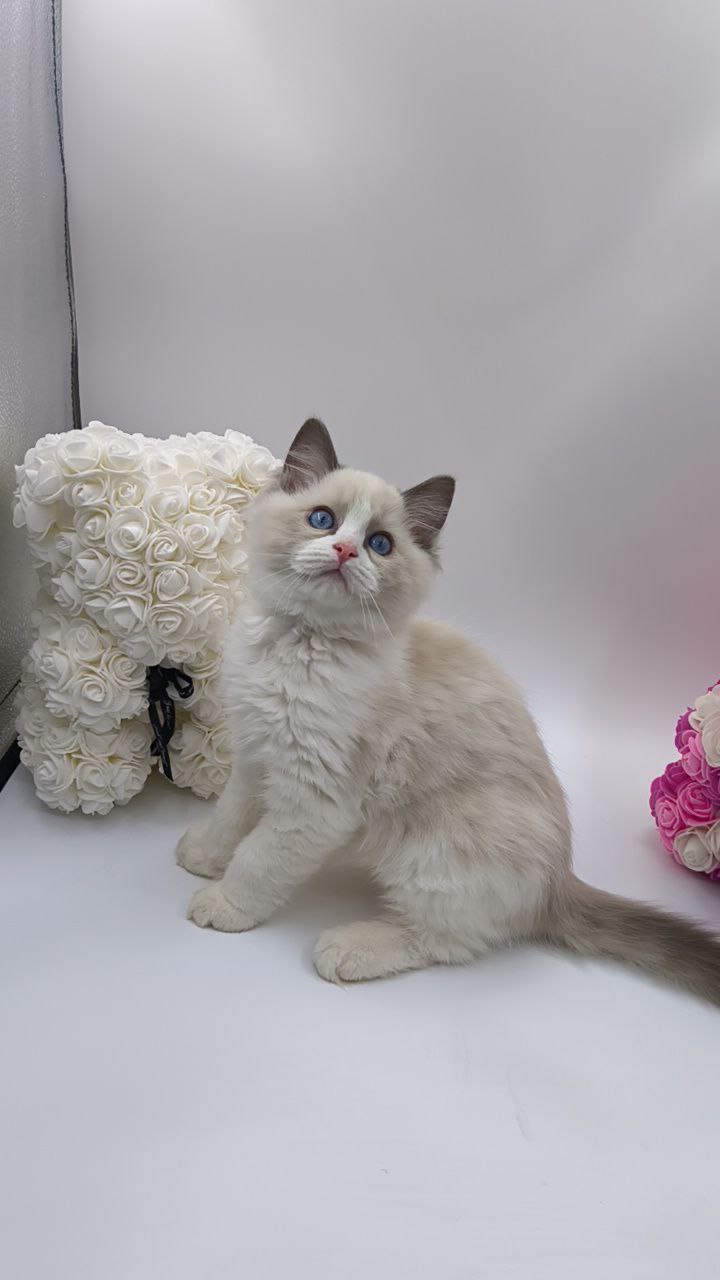 Candy – Ragdoll Male 2.5 Months Old