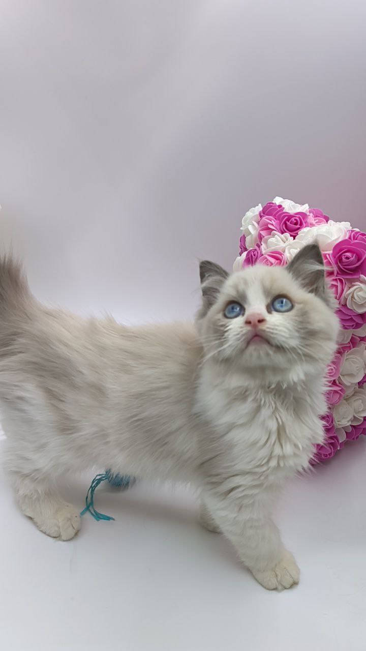 Bella – Ragdoll Female 2.5 Months Old