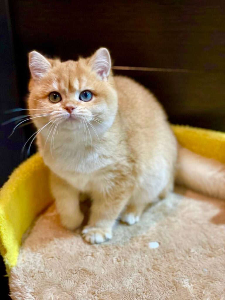 Betty - British Shorthair Gold Female 4 Months Old