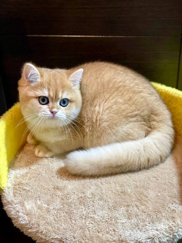 Baron - British Shorthair Gold Male 4 Months Old