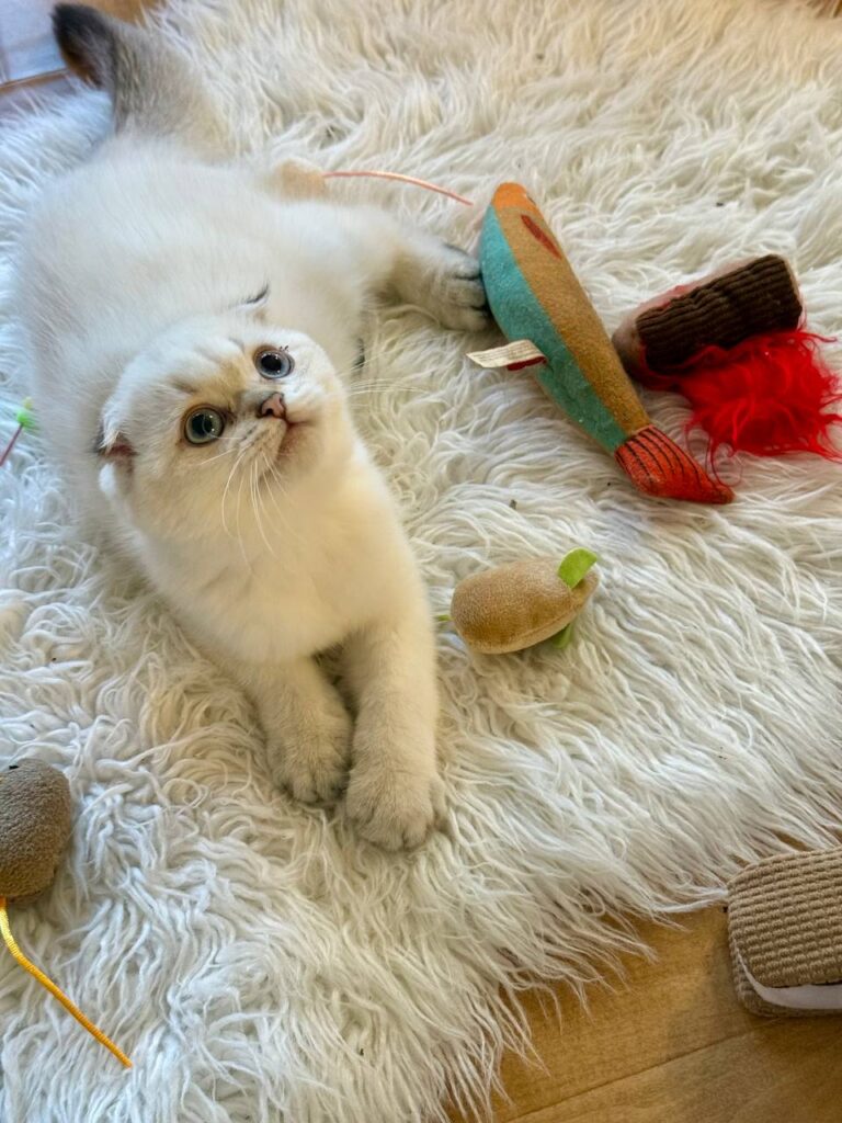 Alan - Scottish Fold Male Blue Eyed White Point