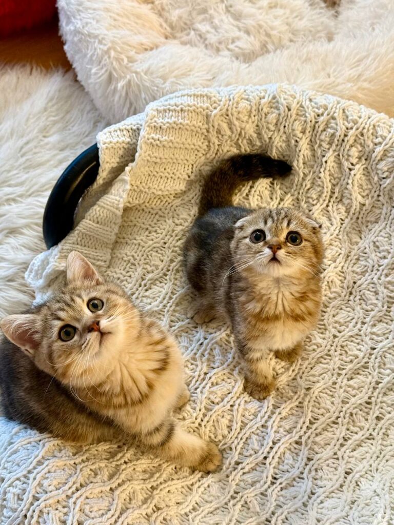 Amina - Scottish Fold Female Gold Marble