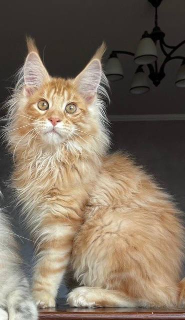 Jason - Maine coon Red Marble 4 Months Old