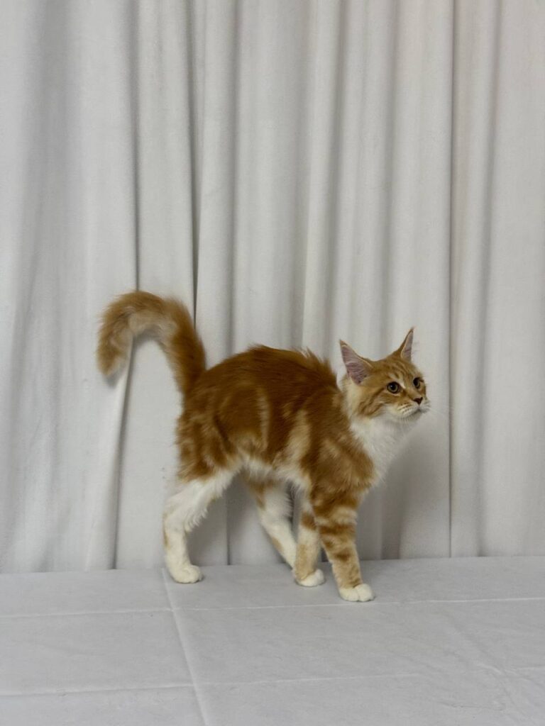 James - Maine Coon Red Marble 4 Months Old