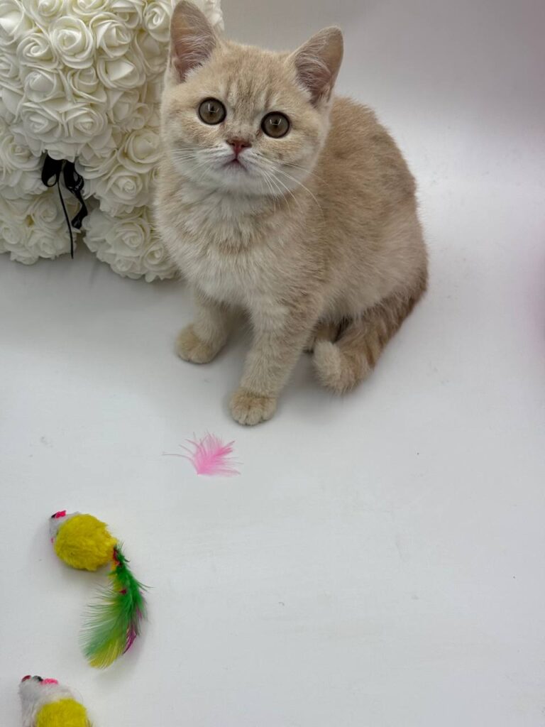 Kira - British Shorthair Female Lilac Gold 3 Months Old