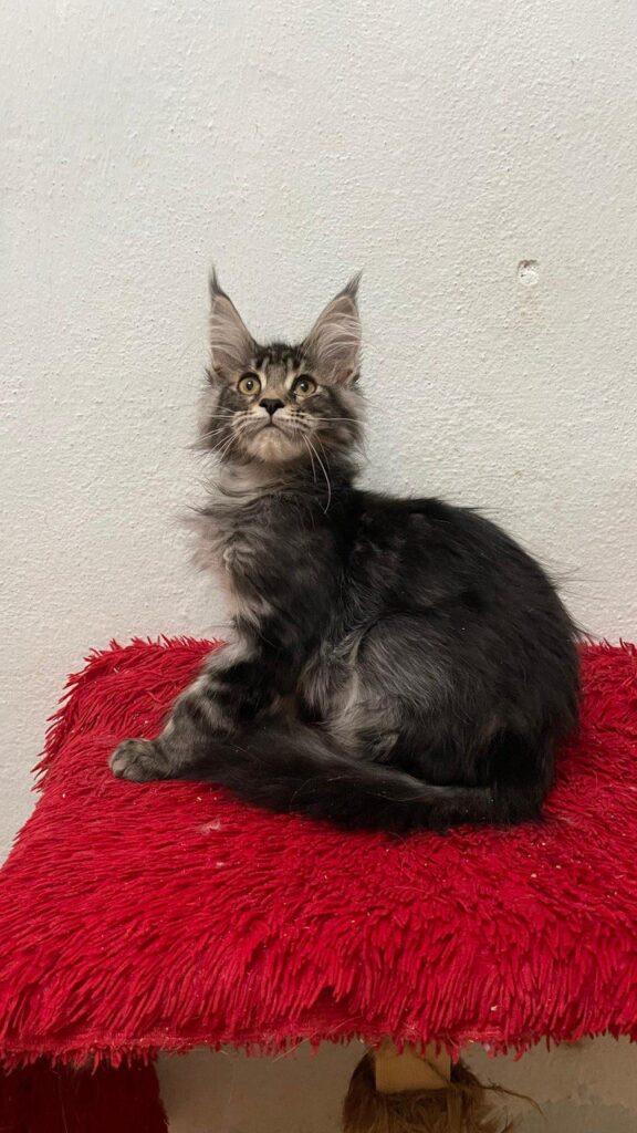 Lili - Female Maine Coon Tabby 3 Months Old