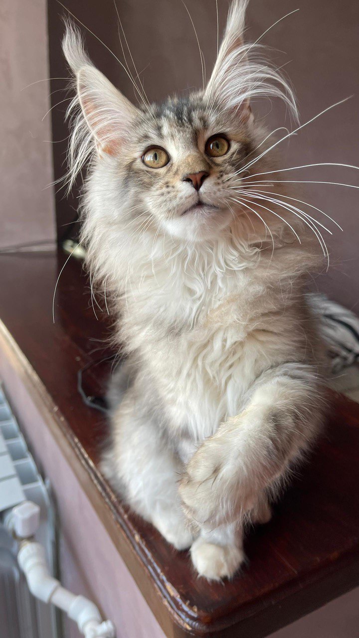 Ellen – Female Maine Coon Silver 4 Months Old