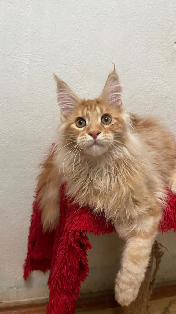 Dennis - Male Maine Coon Kitten Orange 4 Months Old