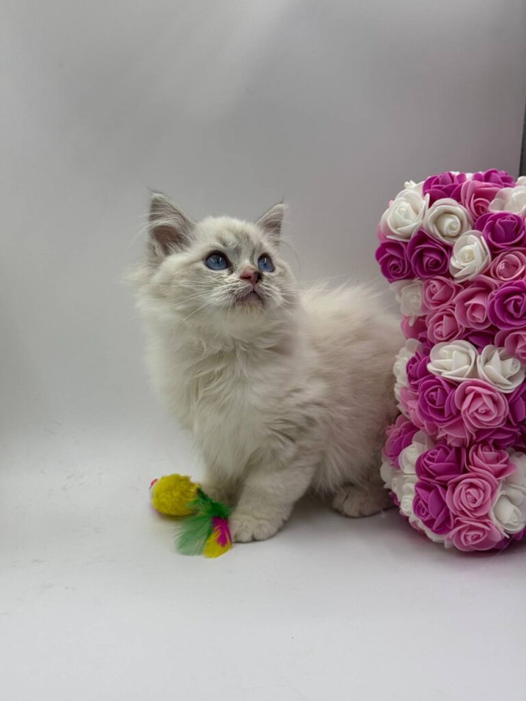 Chanel - Female Ragdoll 3 Months Old