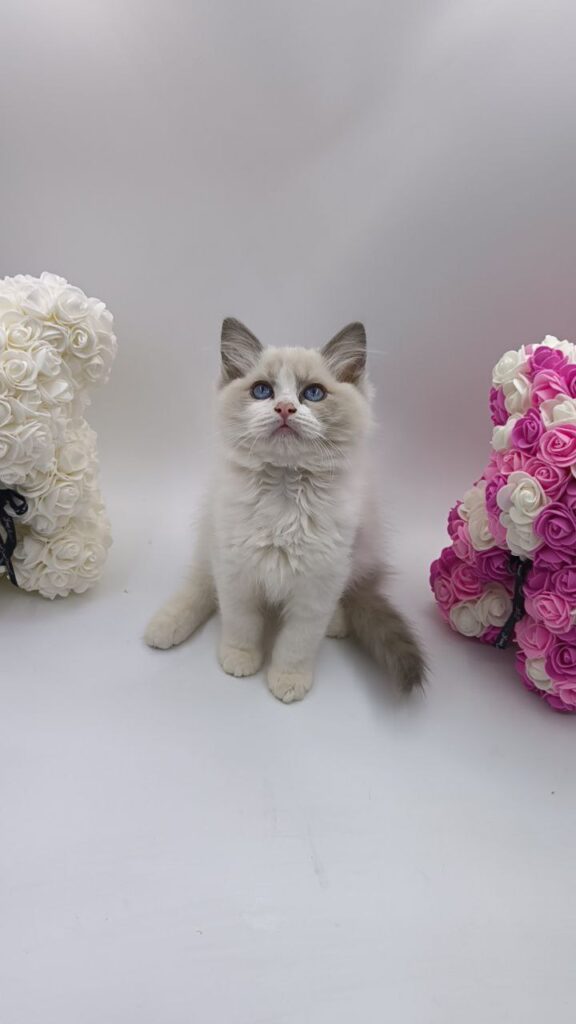 Celine - Ragdoll Female 2.5 Months Old