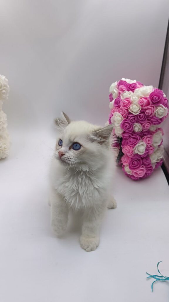 Kerry - Ragdoll Male 2.5 Months Old