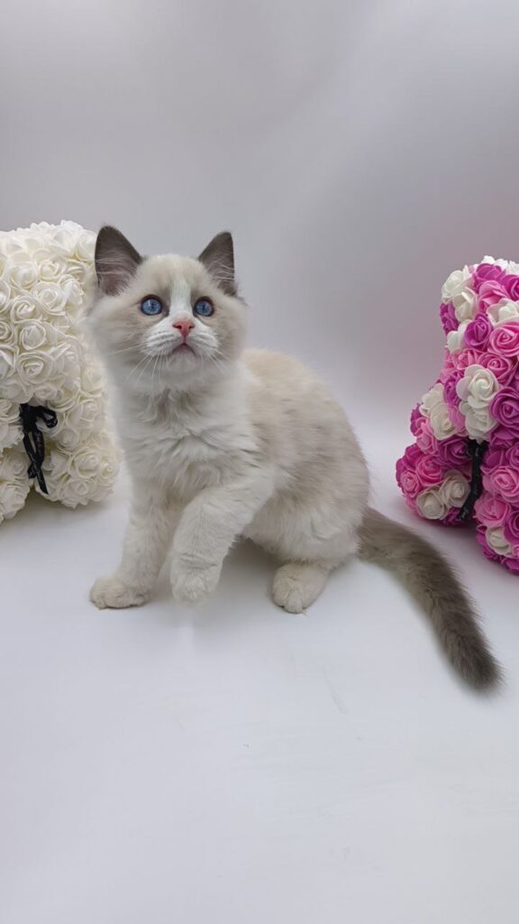 Candy - Ragdoll Male 2.5 Months Old