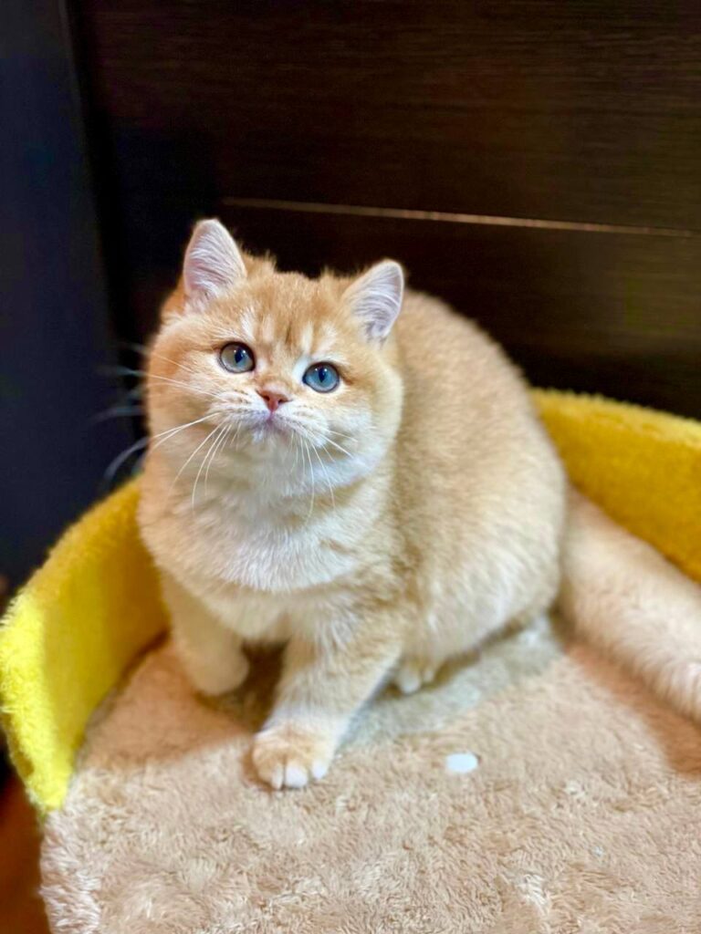 Betty - British Shorthair Gold Female 4 Months Old