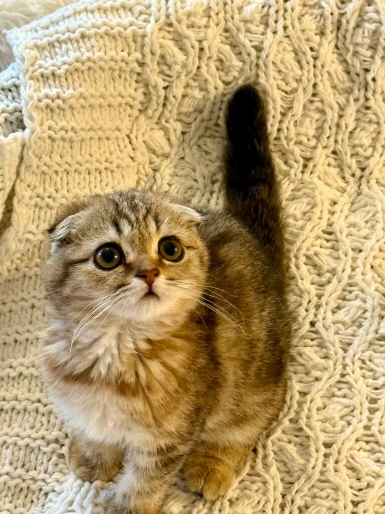 Amina - Scottish Fold Female Gold Marble