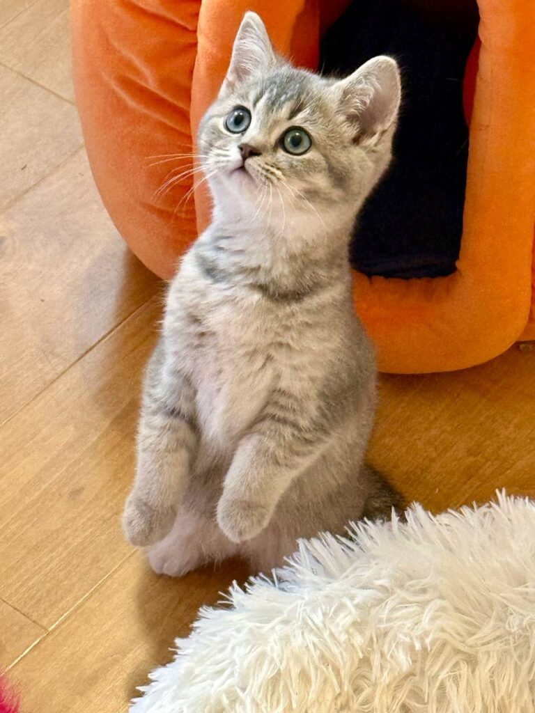 Mila - British Shorthair Female Gold Blue with Blue Eyes