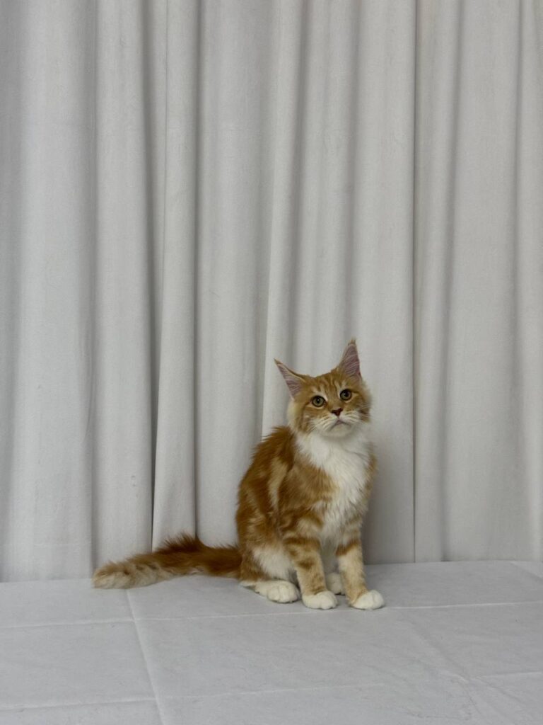 James - Maine Coon Red Marble 4 Months Old