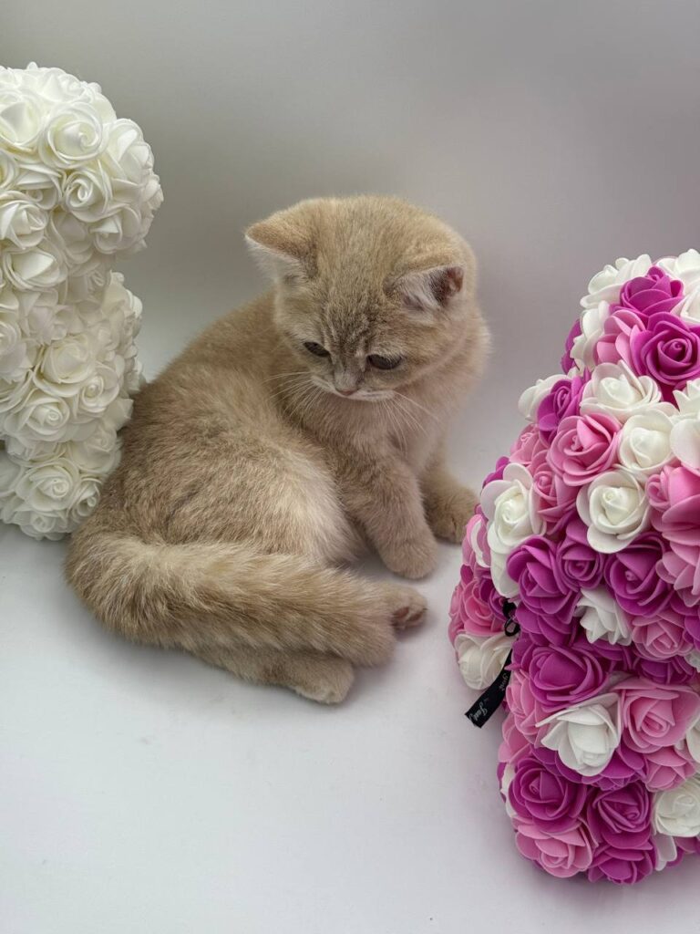 Chris - British Shorthair Male Lilac Gold 3 Months Old