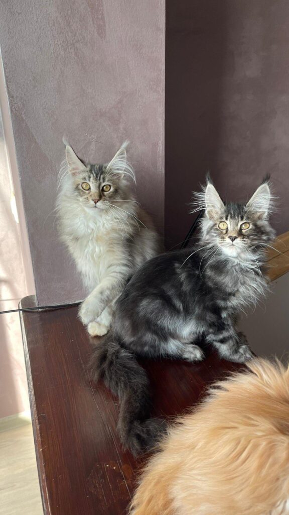 Ellen - Female Maine Coon Silver 4 Months Old