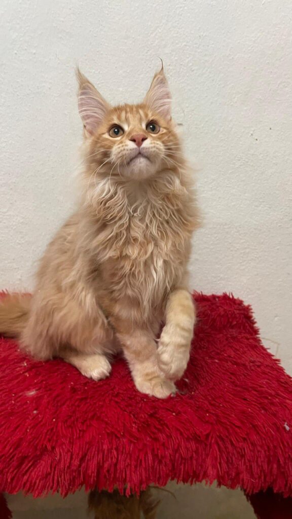 Dennis - Male Maine Coon Kitten Orange 4 Months Old