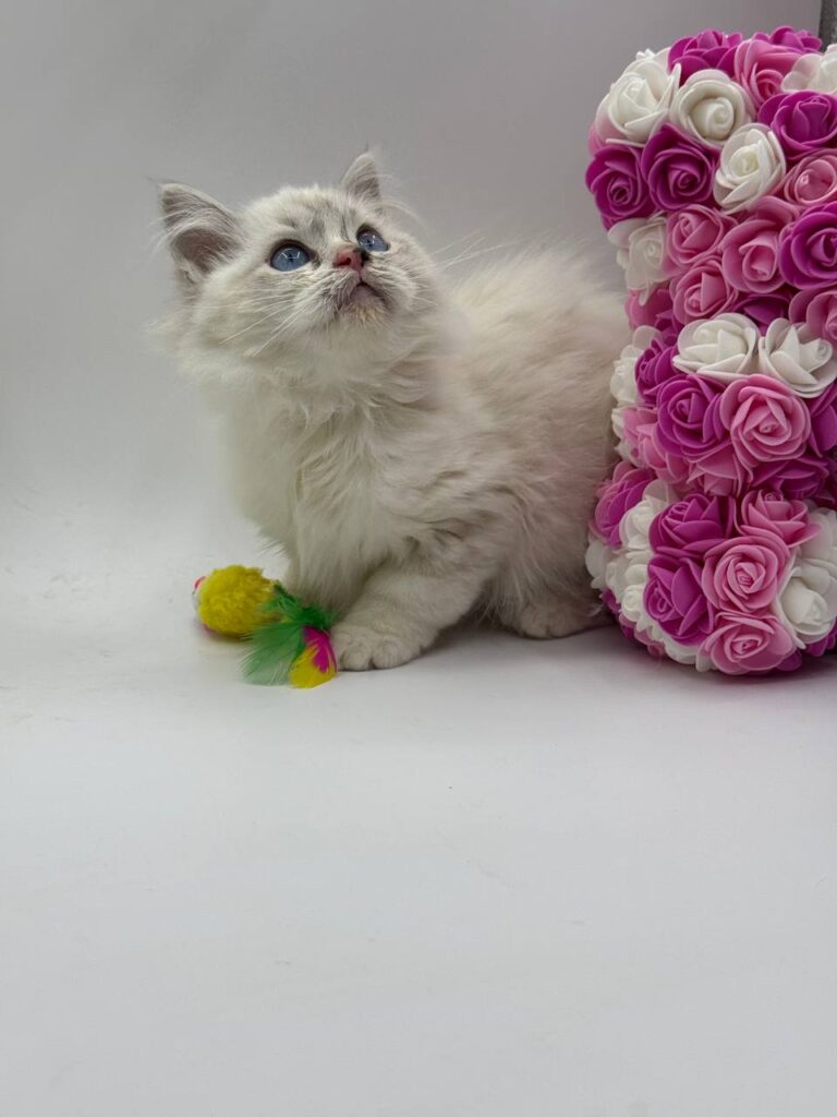 Chanel - Female Ragdoll 3 Months Old