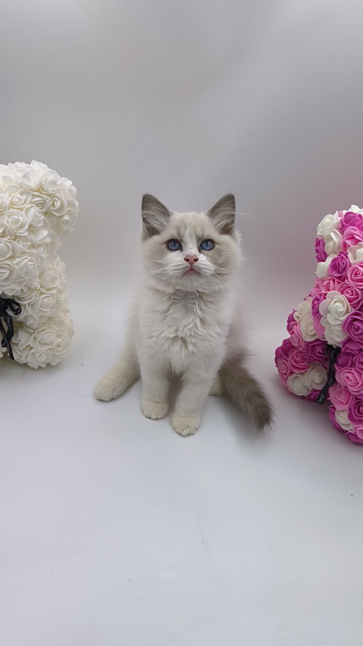 Celine – Ragdoll Female 2.5 Months Old