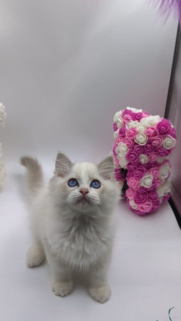 Kerry - Ragdoll Male 2.5 Months Old