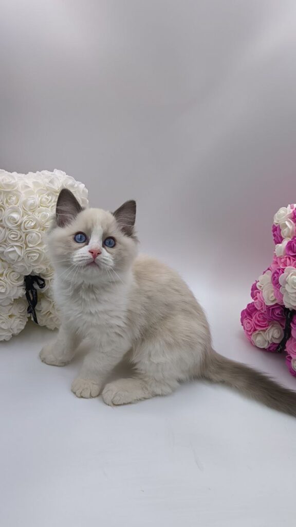 Candy - Ragdoll Male 2.5 Months Old