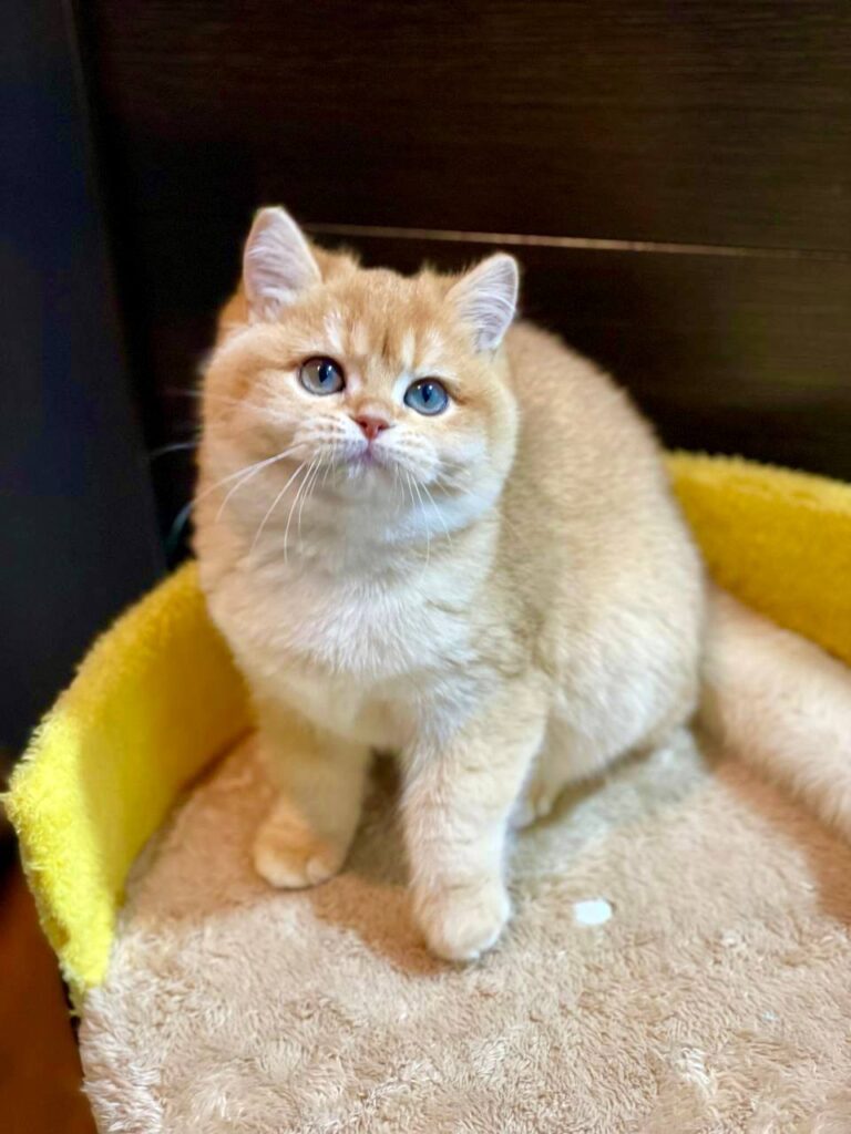 Betty - British Shorthair Gold Female 4 Months Old