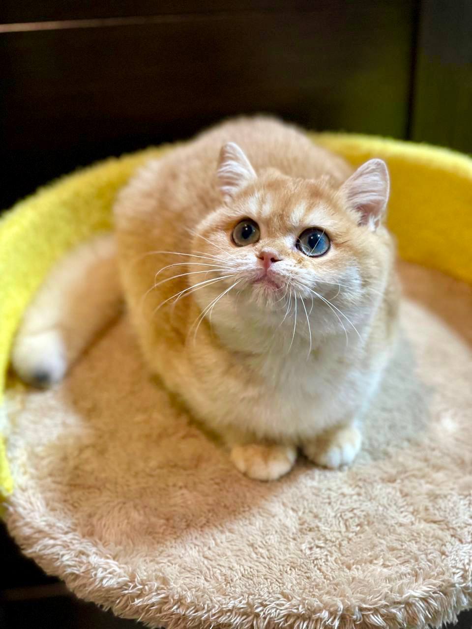 Mila – British Shorthair Gold Female 4 Months Old