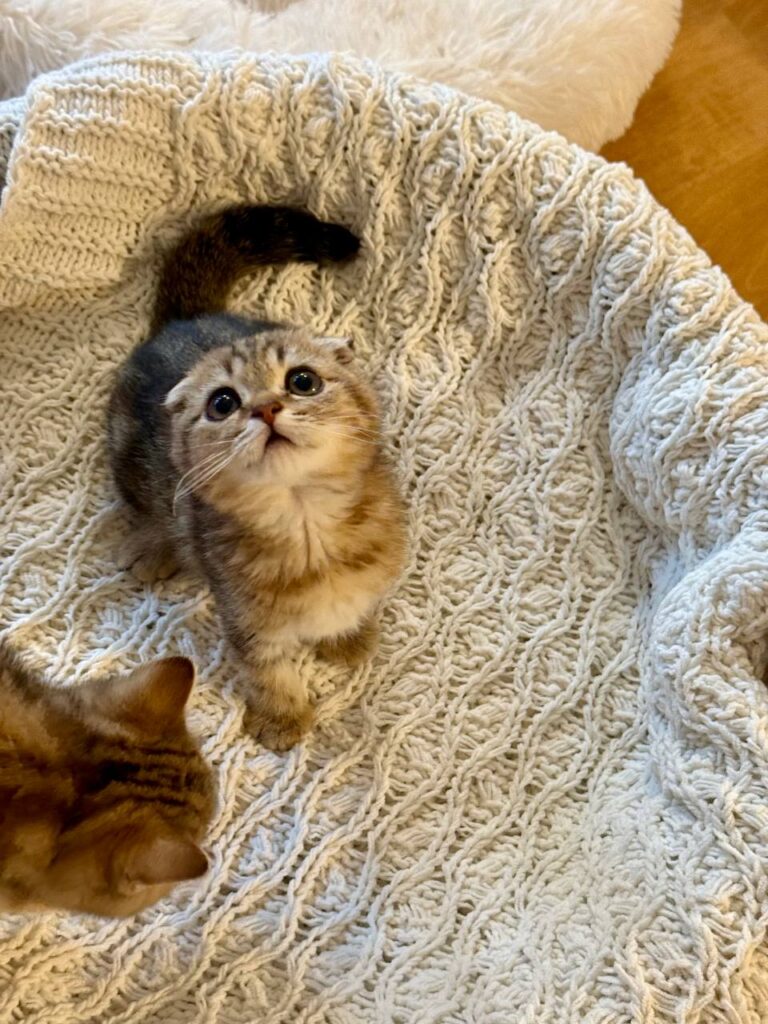 Amina - Scottish Fold Female Gold Marble