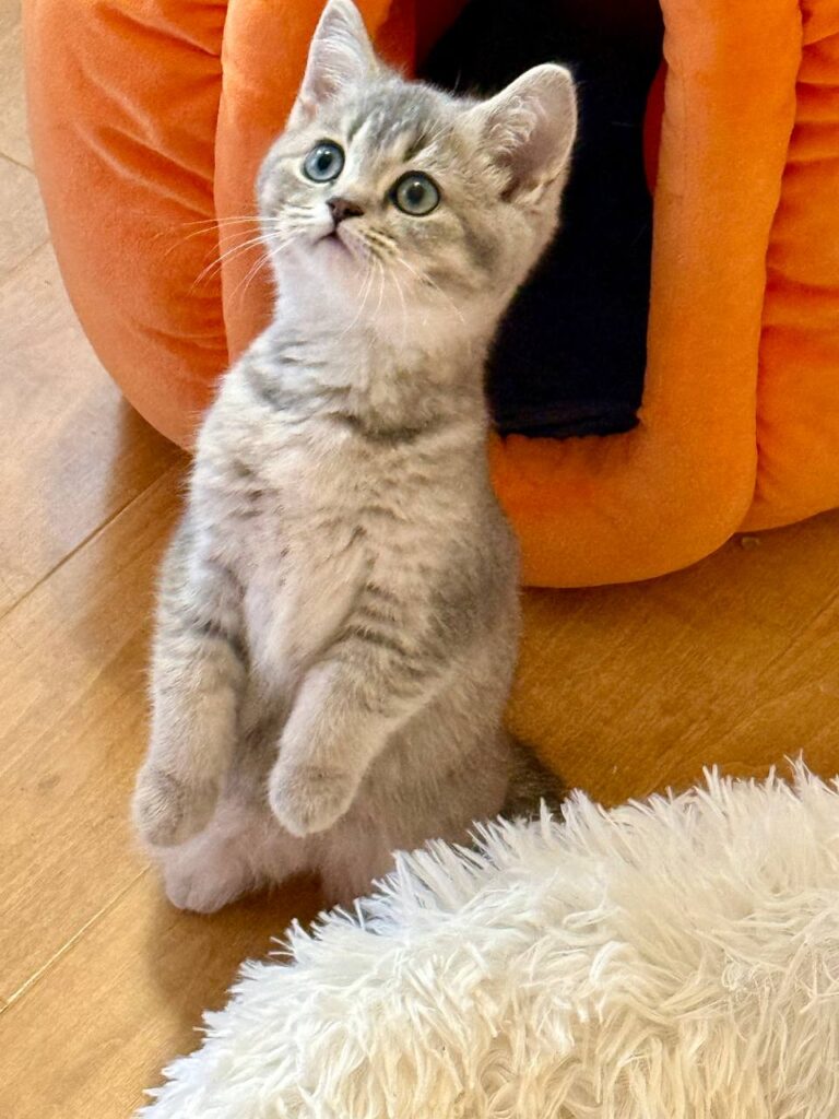 Mila - British Shorthair Female Gold Blue with Blue Eyes