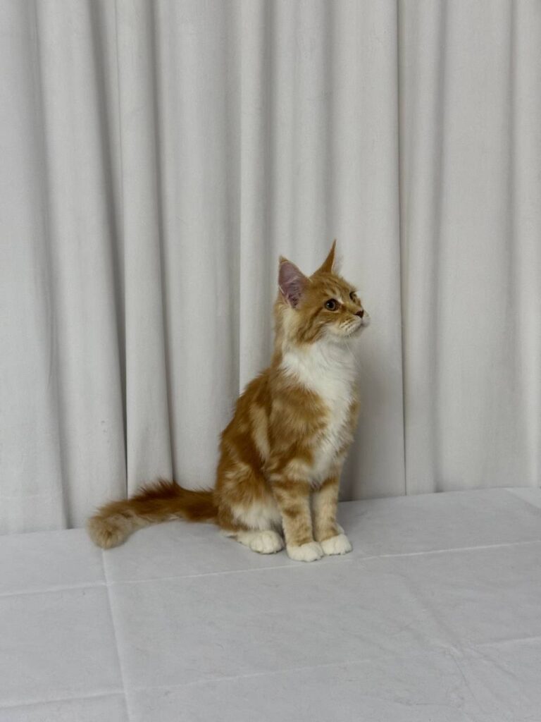 James - Maine Coon Red Marble 4 Months Old