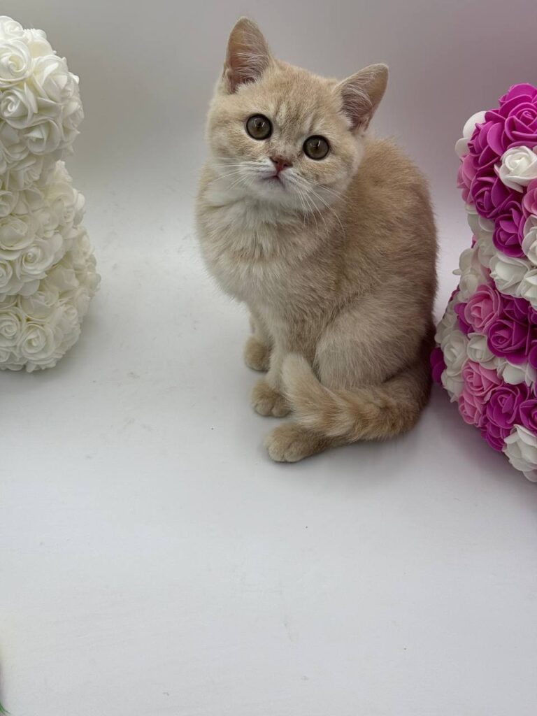 Kira - British Shorthair Female Lilac Gold 3 Months Old