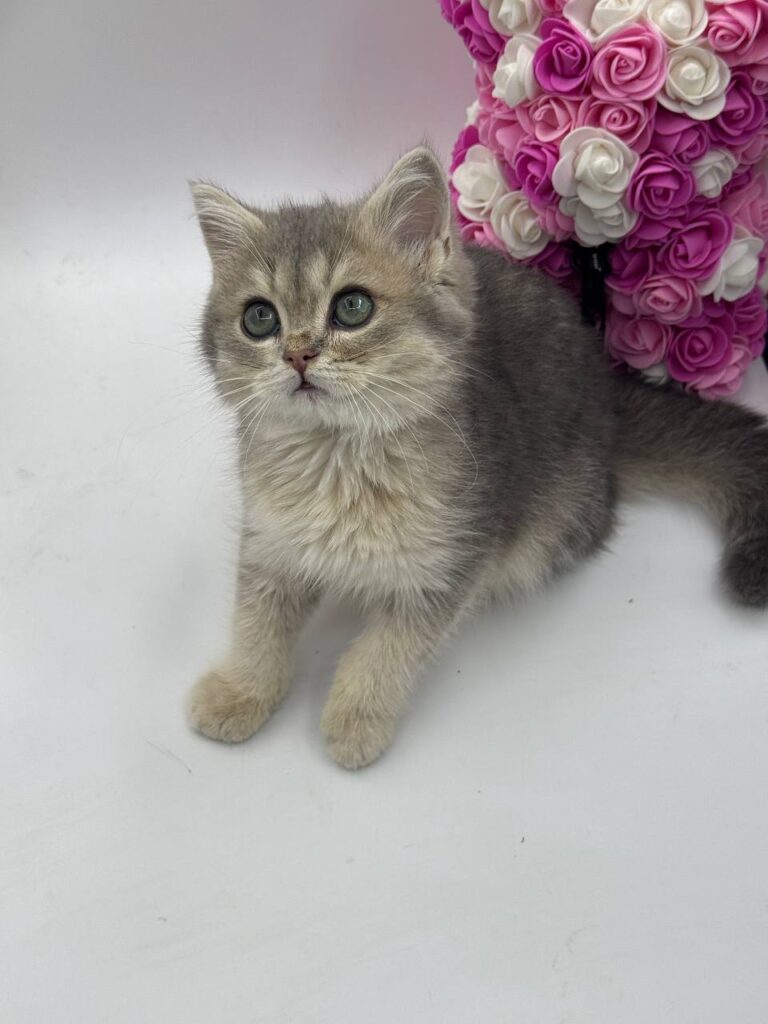 Serj - British Shorthair Blue Gold 3 Months Old