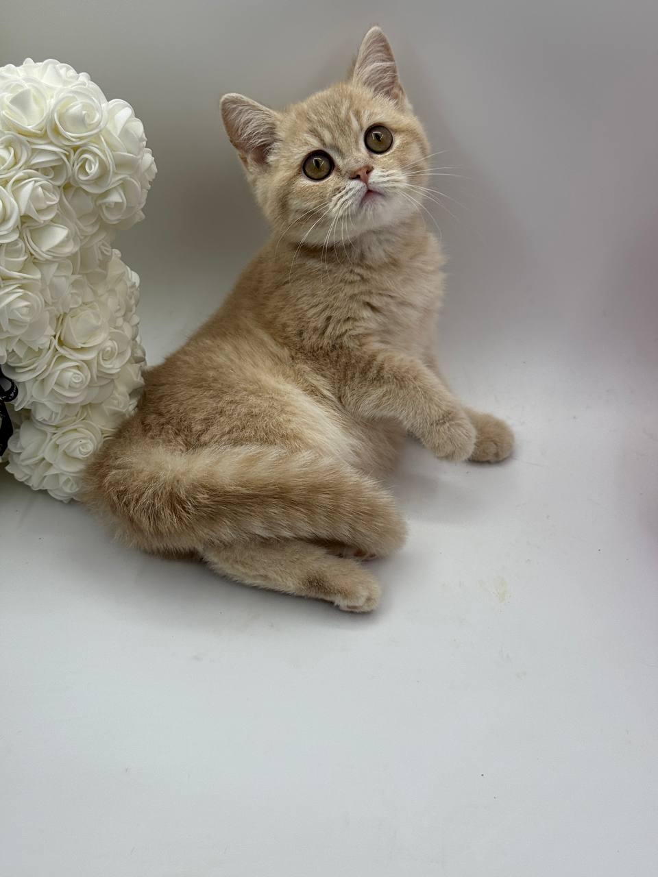 Chris – British Shorthair Male Lilac Gold 3 Months Old