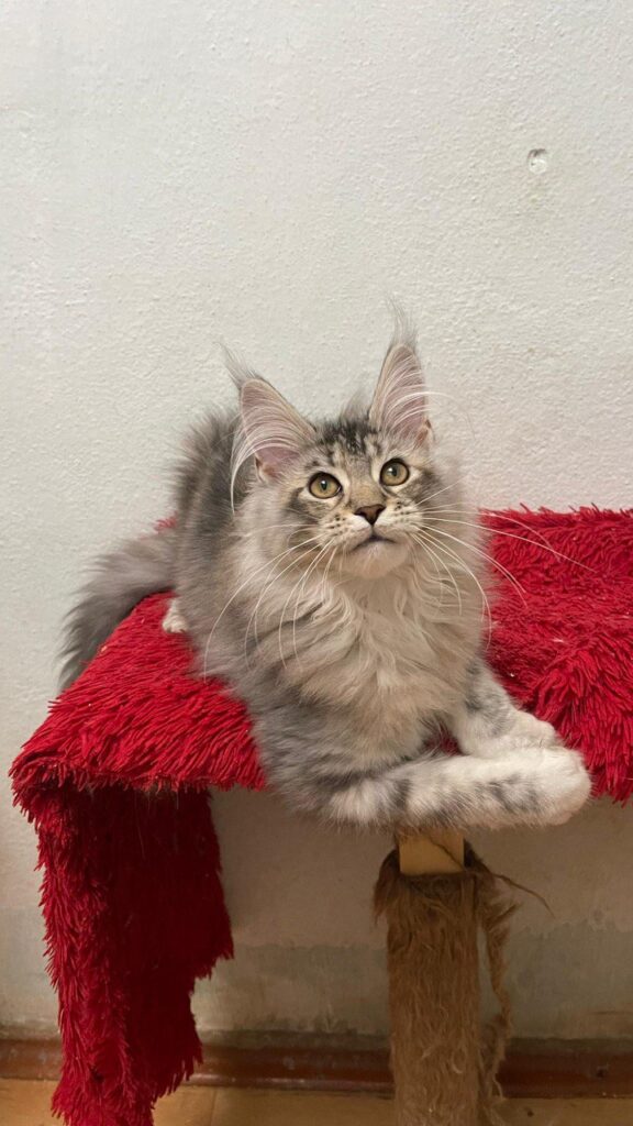 Ellen - Female Maine Coon Silver 4 Months Old