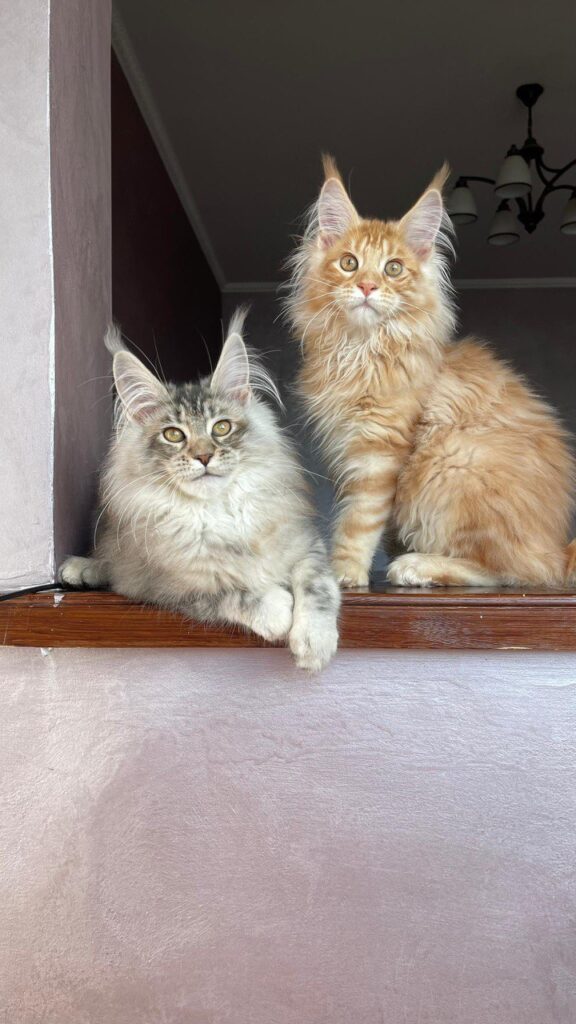 Dennis - Male Maine Coon Kitten Orange 4 Months Old