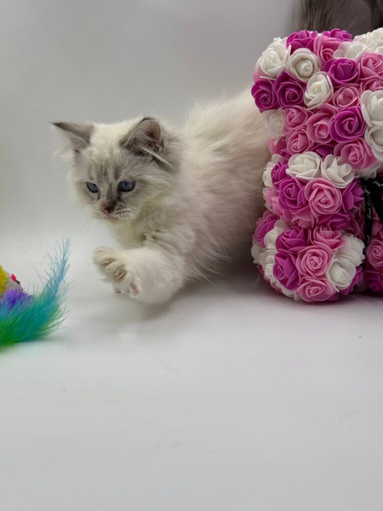 Chanel - Female Ragdoll 3 Months Old