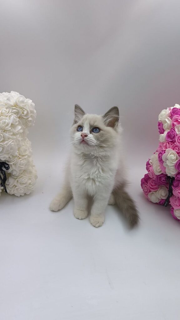 Celine - Ragdoll Female 2.5 Months Old