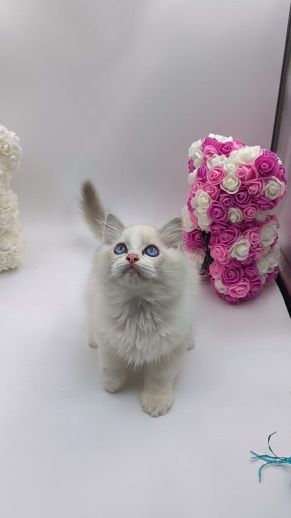 Kerry - Ragdoll Male 2.5 Months Old