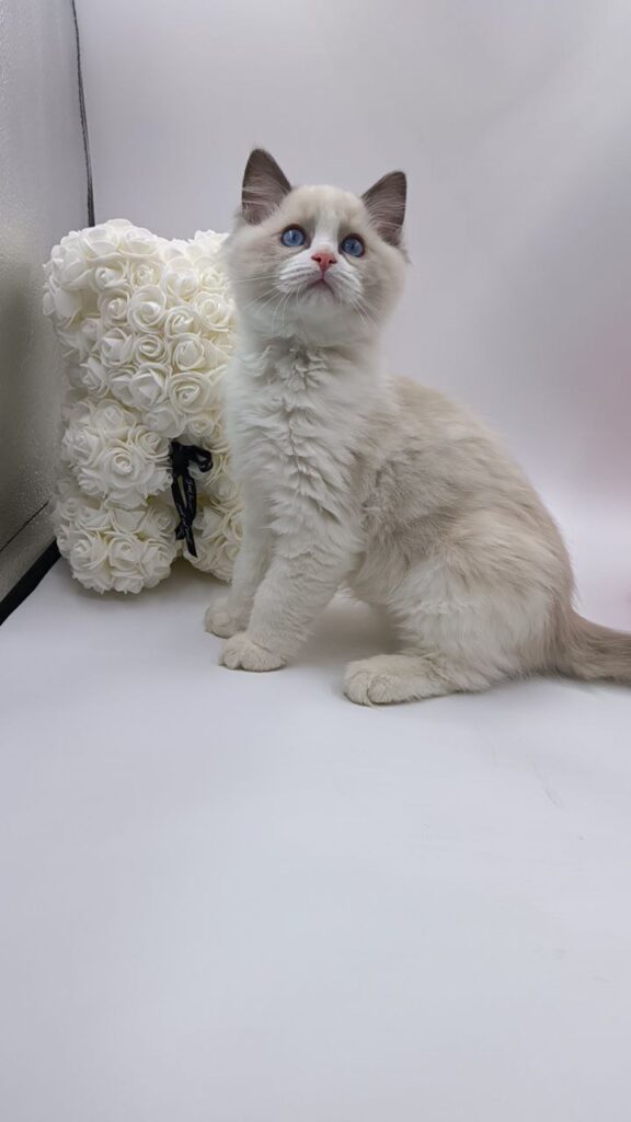 Candy - Ragdoll Male 2.5 Months Old