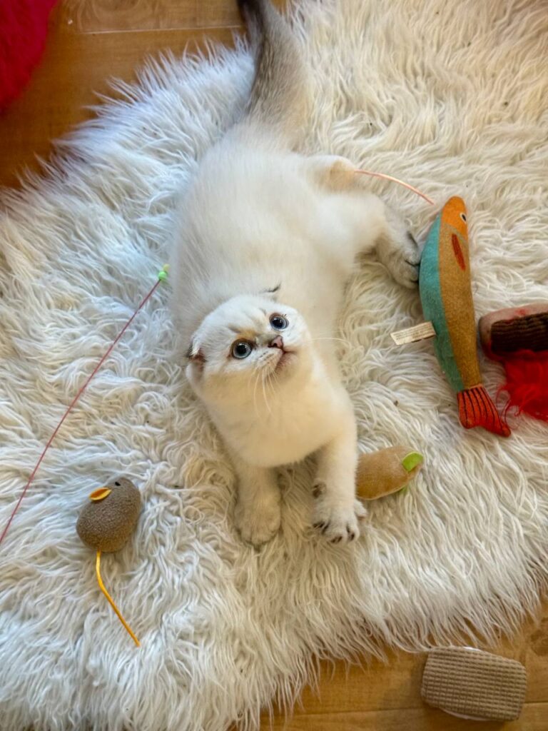 Alan - Scottish Fold Male Blue Eyed White Point