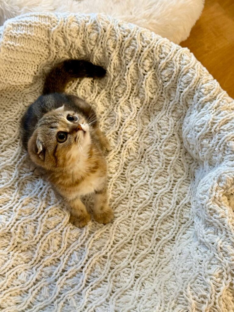 Amina - Scottish Fold Female Gold Marble