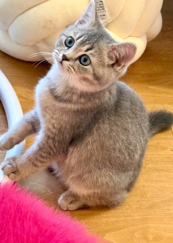 Mila - British Shorthair Female Gold Blue with Blue Eyes